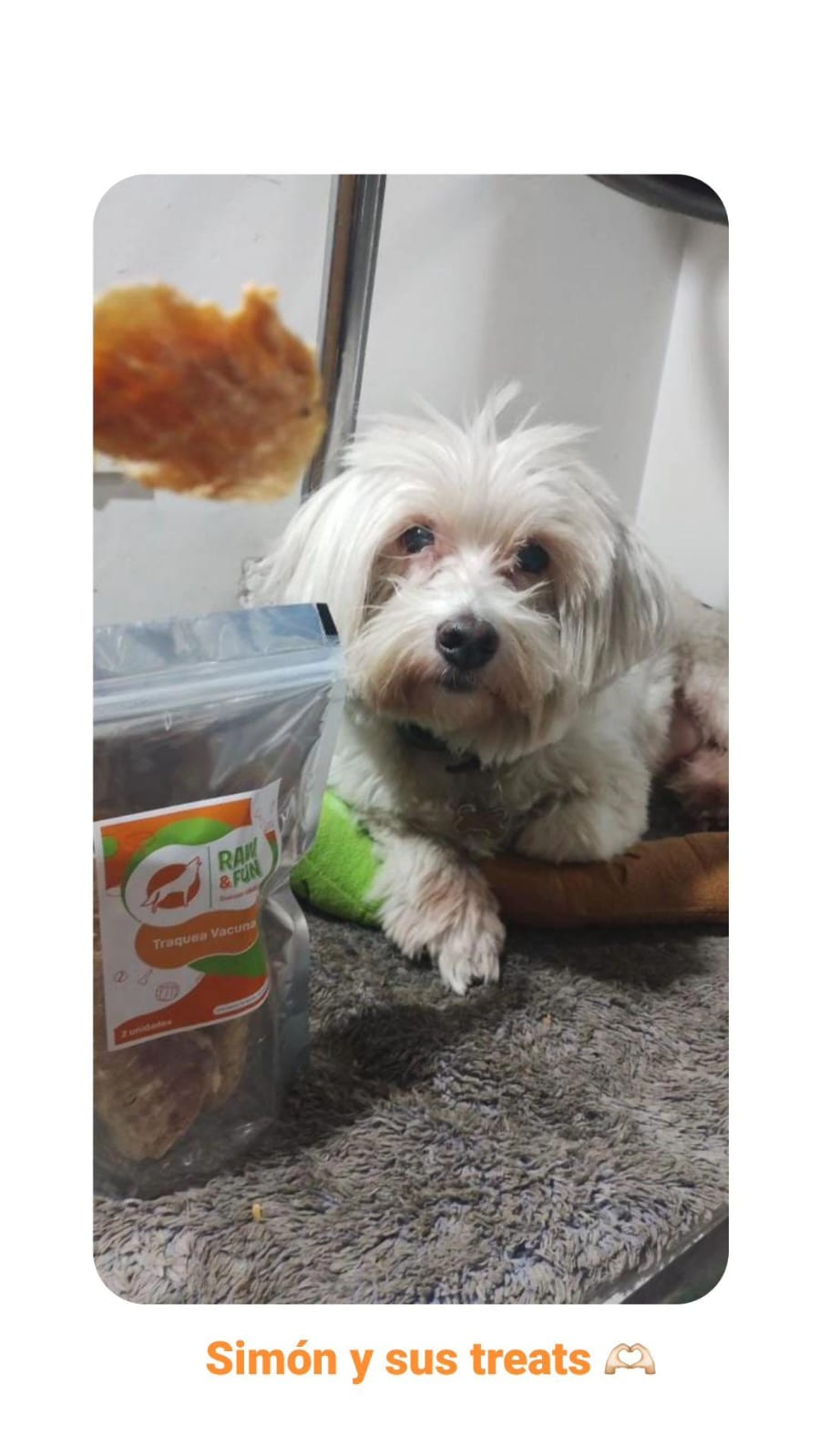 Mascota disfrutando snacks naturales