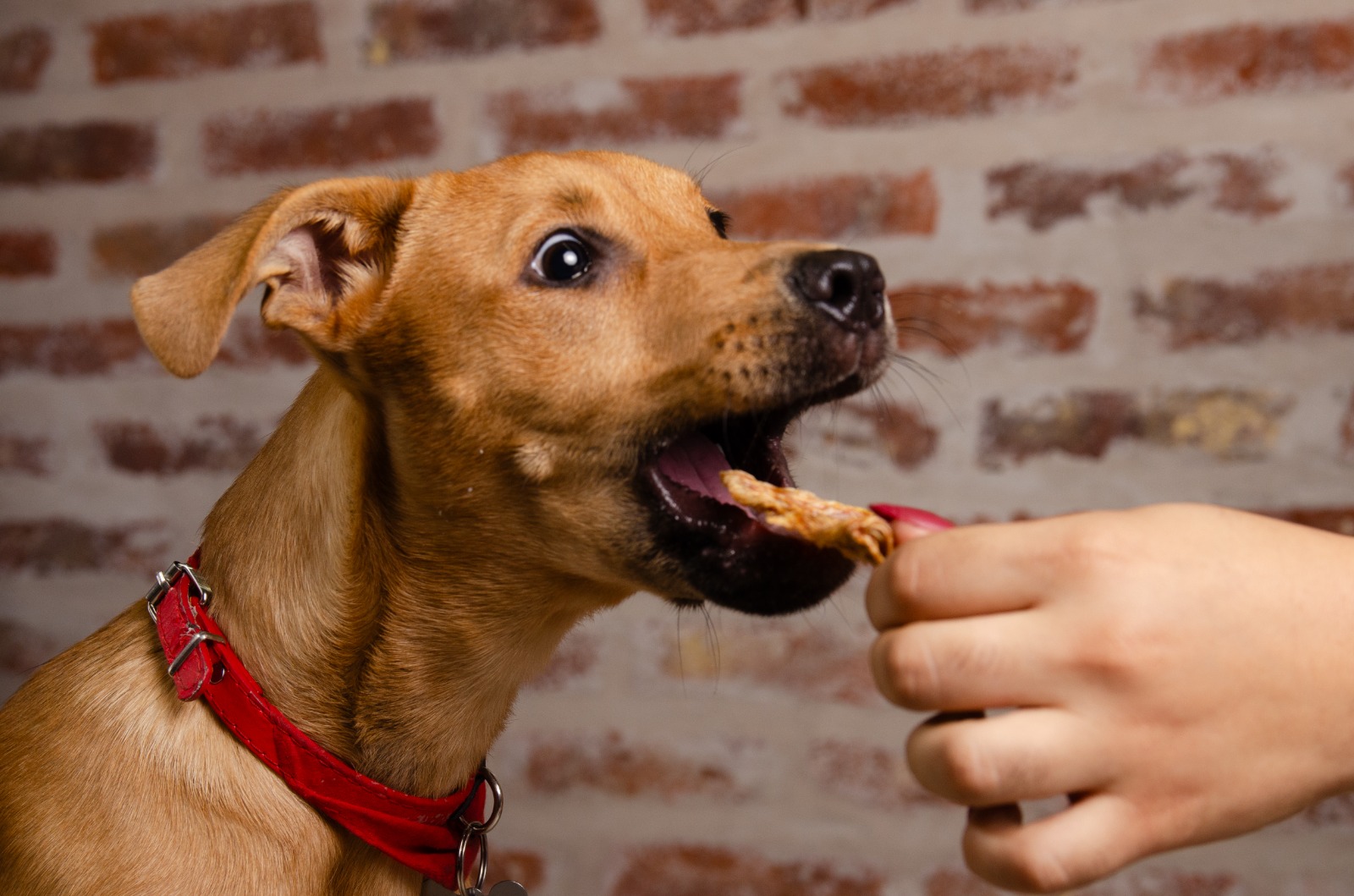 Imagen de mascota activa
